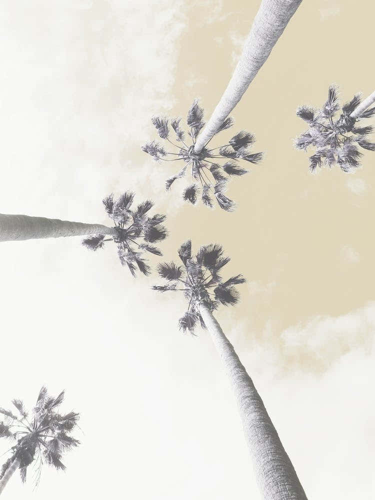 Palm Trees Beige Sky