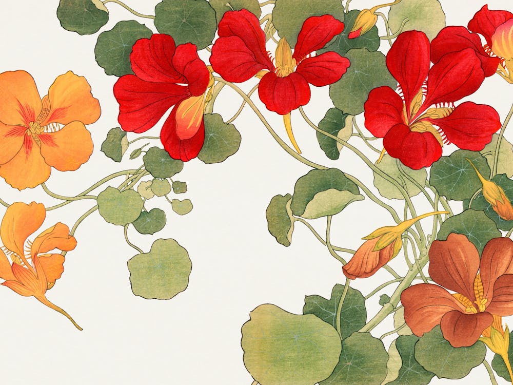 Nasturtiums