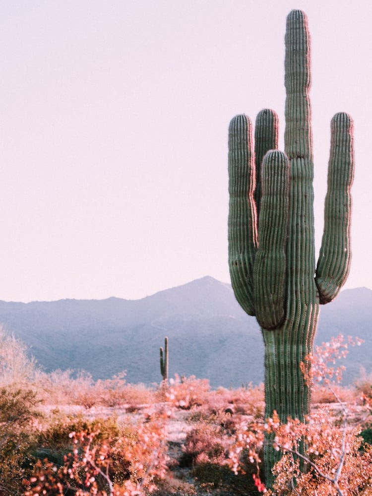 Desert Cactus Photo