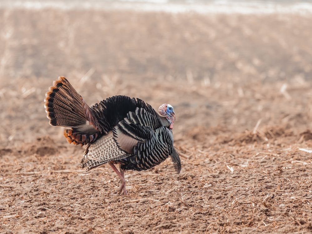 Turkey In Corn Field