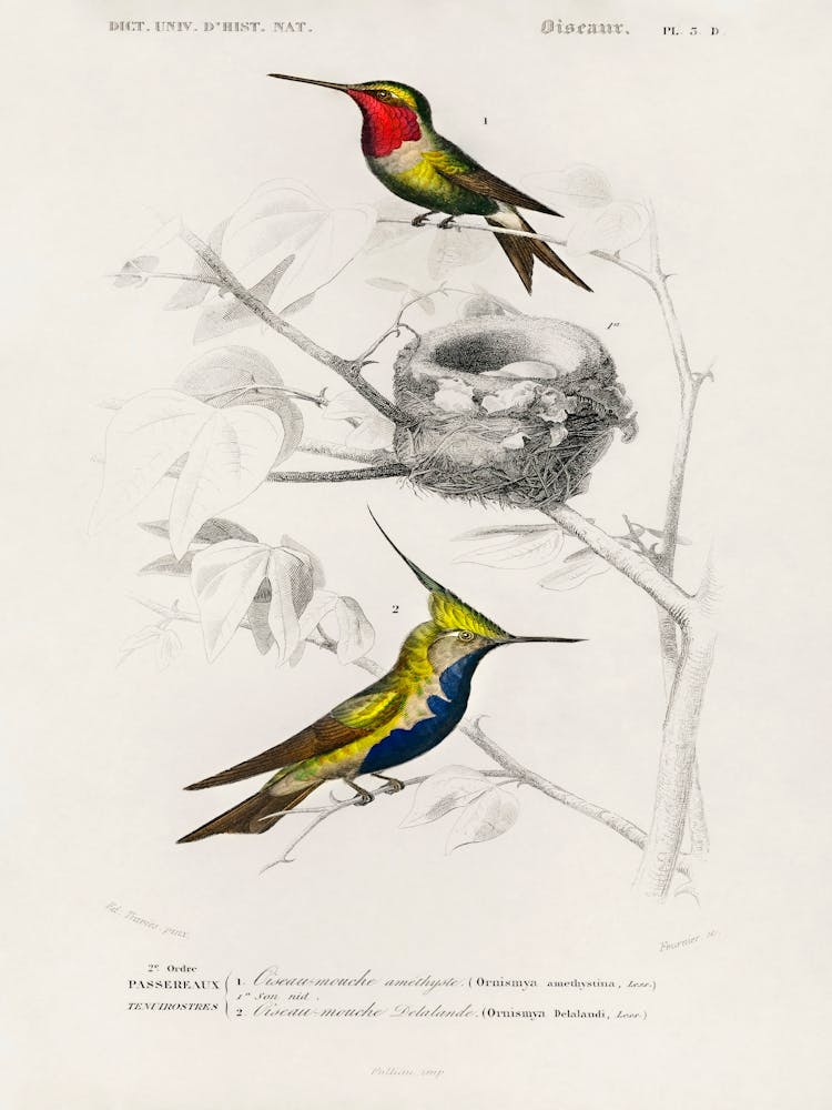 Different Types Of Birds, Charles Dessalines D'Orbigny 13