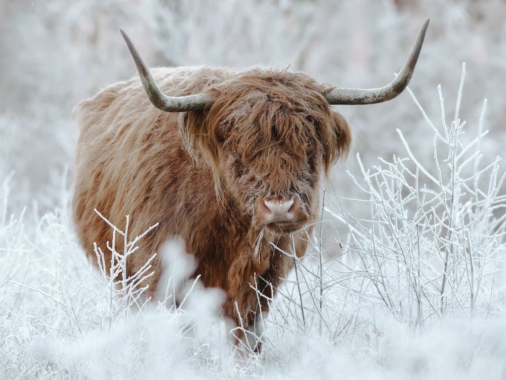 Winter Highland Cow