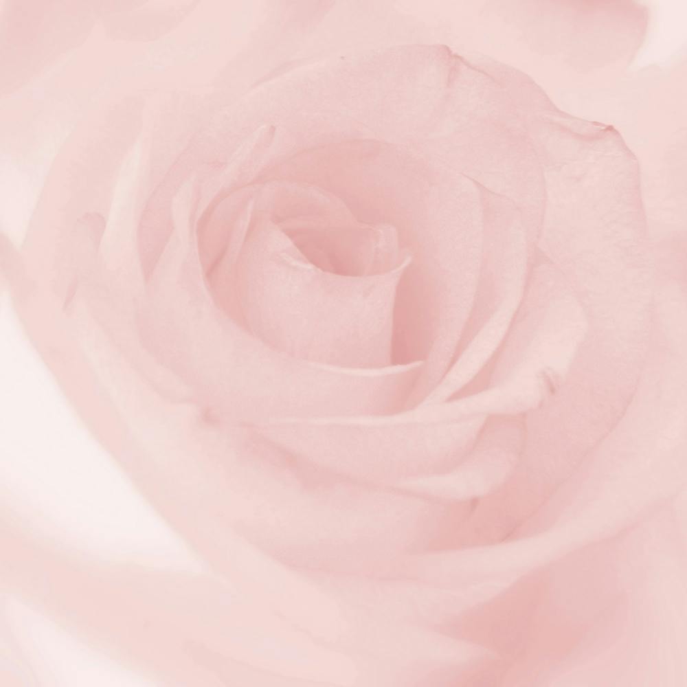 Pink Rose 4
