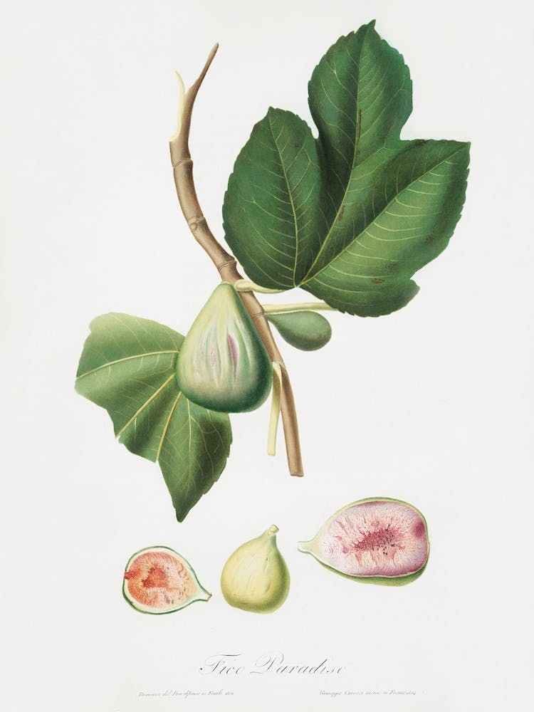 Fig (Ficus Carica Bifera) From Pomona Italiana (1817 - 1839), Giorgio Gallesio