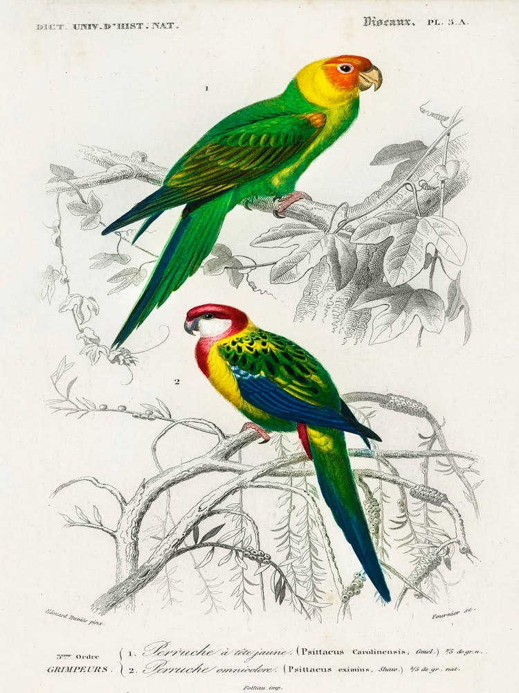 Different Types Of Birds, Charles Dessalines D'Orbigny 5