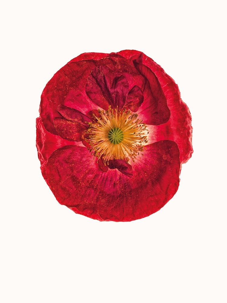 Poppy III