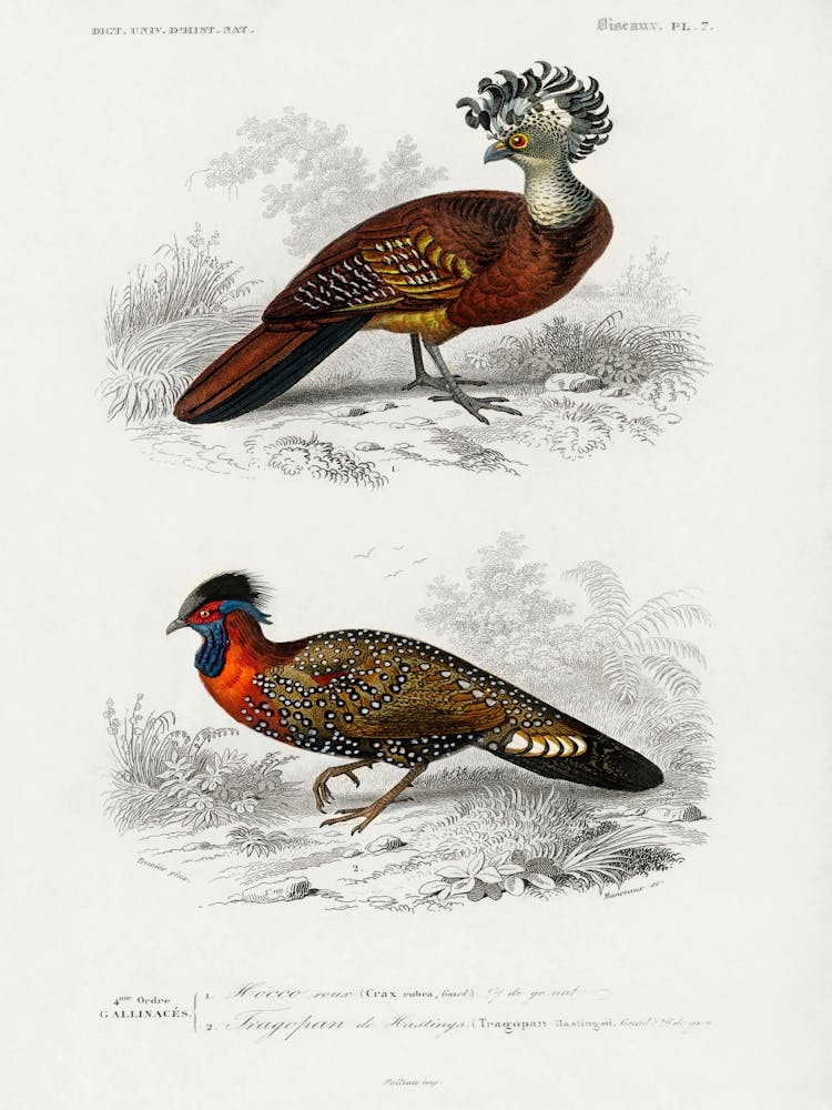 Verschiedene Vogelarten, Charles Dessalines D'Orbigny 18