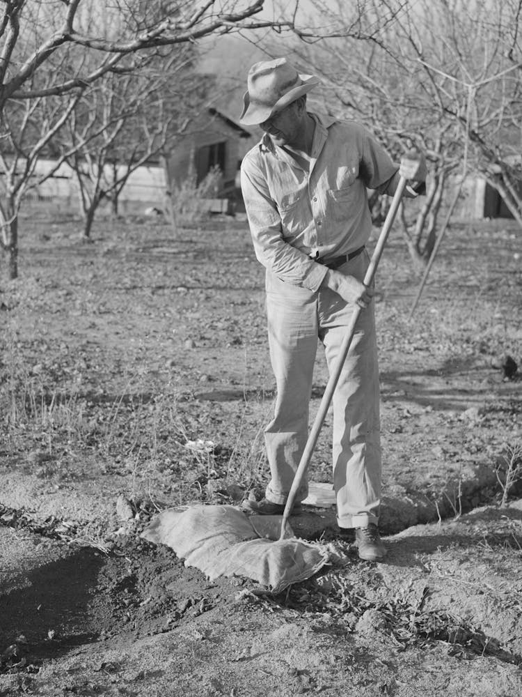 Farmer Using Sacking To Bank Irrigation Ditch, Placer County, California, He Is From Oklahoma By Russell Lee