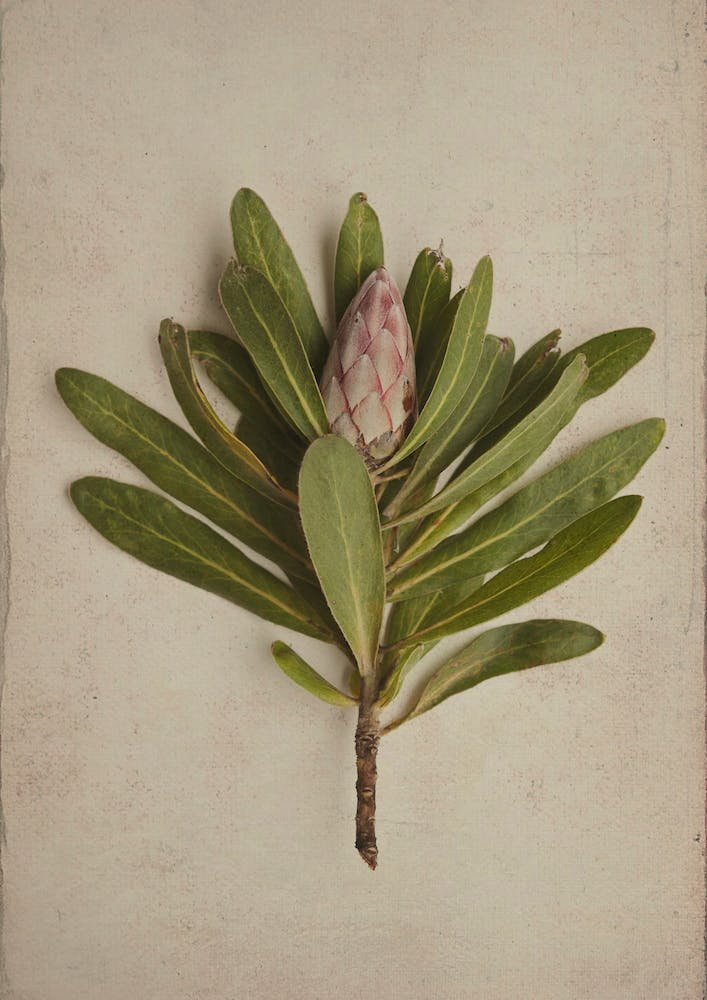 Fynbos 2