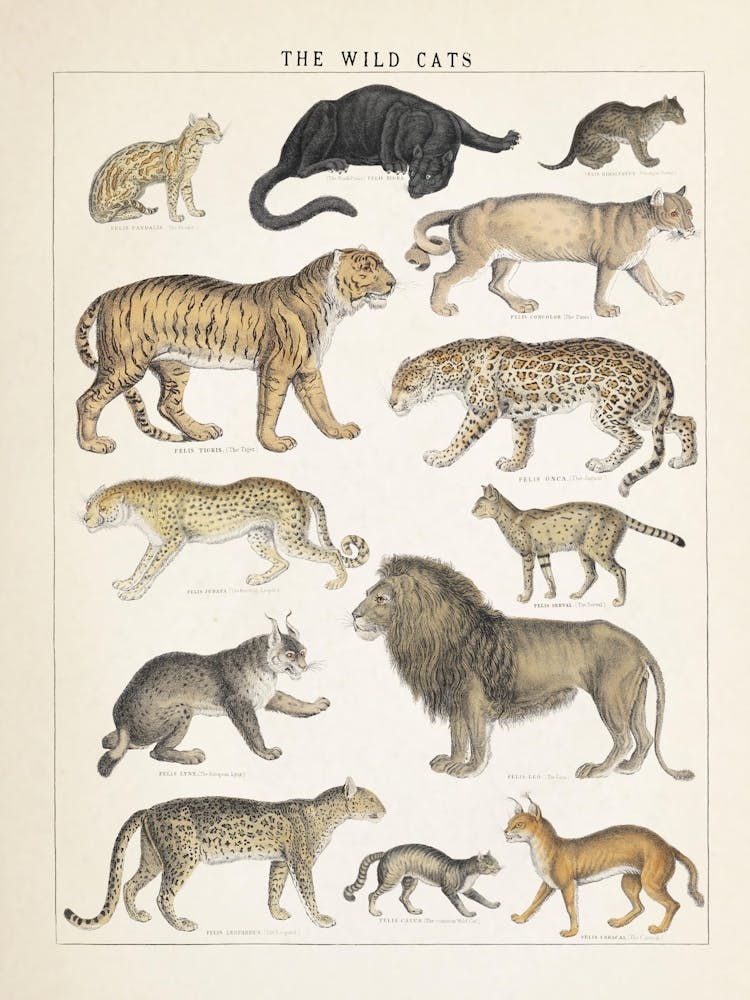 Wildkatzen Vintage Illustration