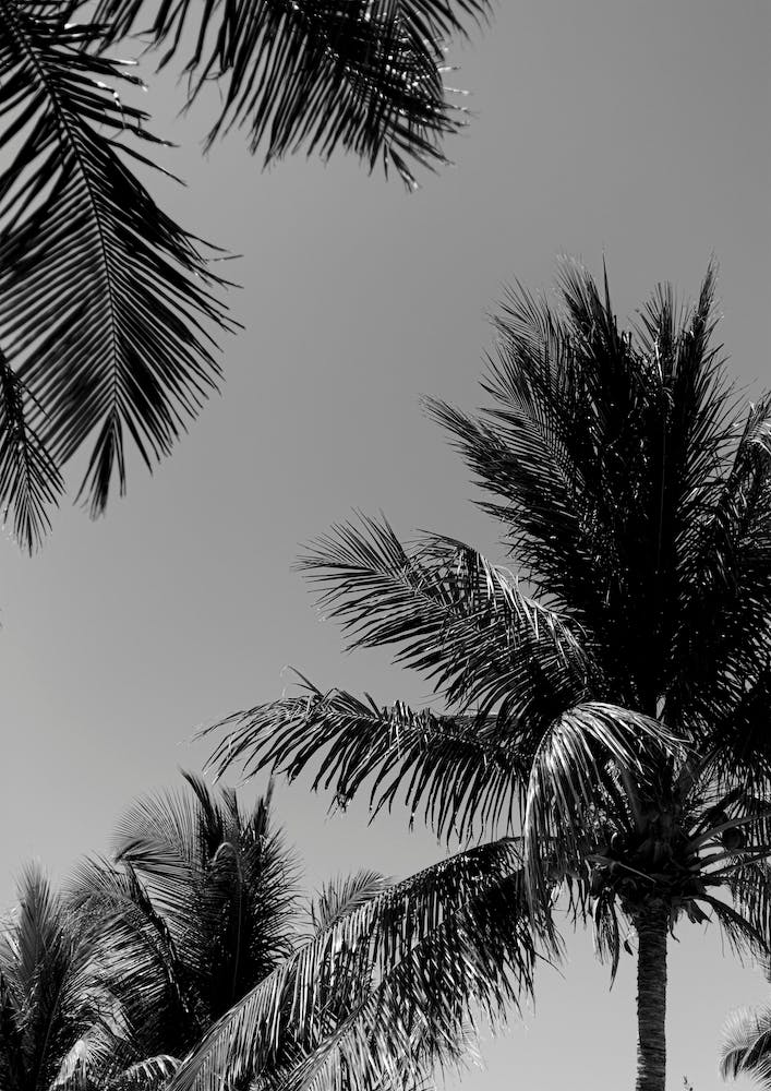 Tropical Palm Trees In Black And White