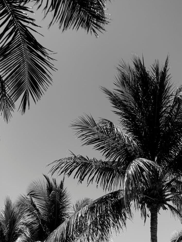 Tropical Palm Trees In Black And White