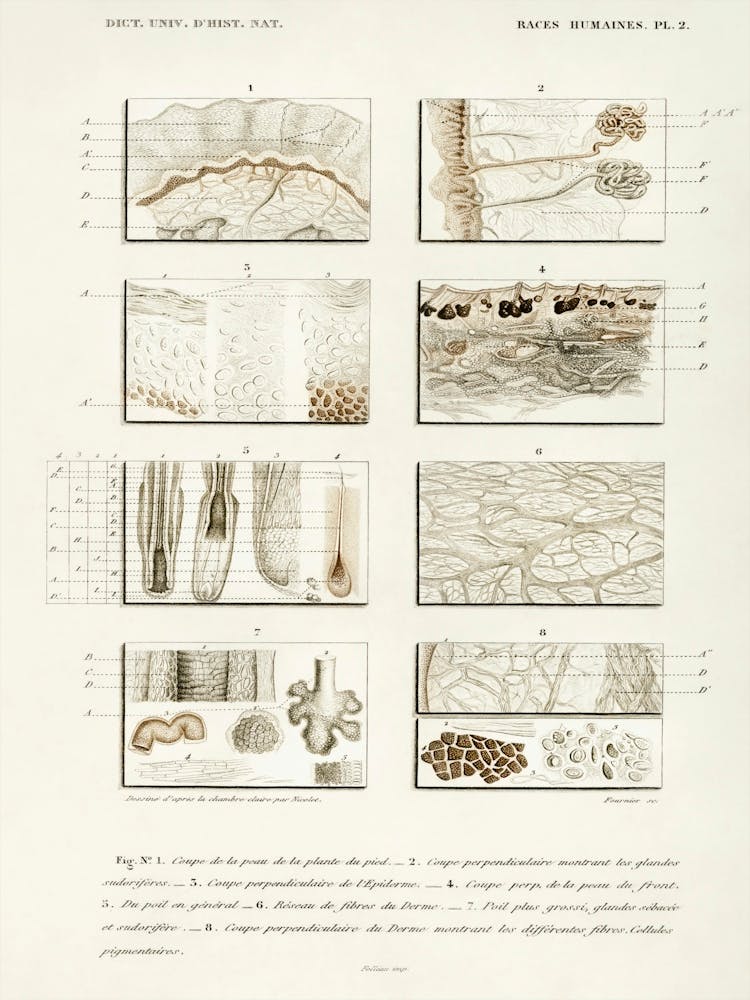 Collection Of Hand Drawing Of Human Skin Structure, Charles Dessalines D'Orbigny