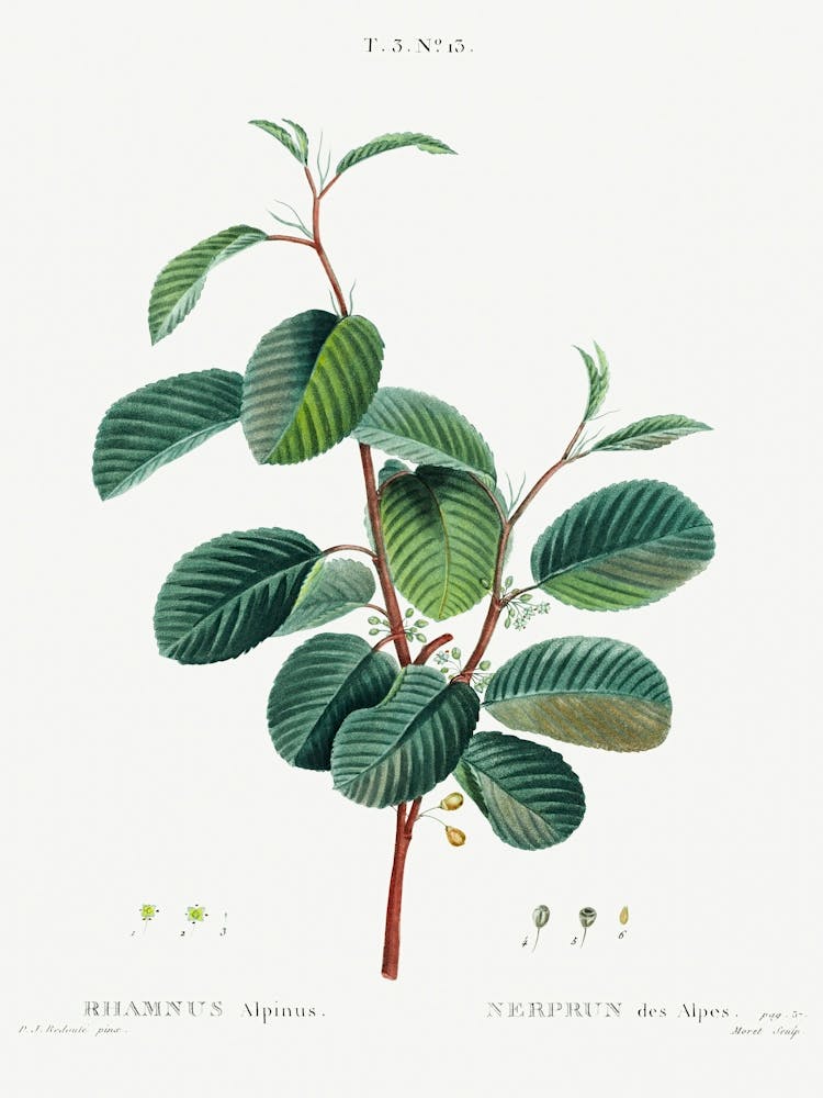 Alpine Buckthorn, Pierre Joseph Redoute