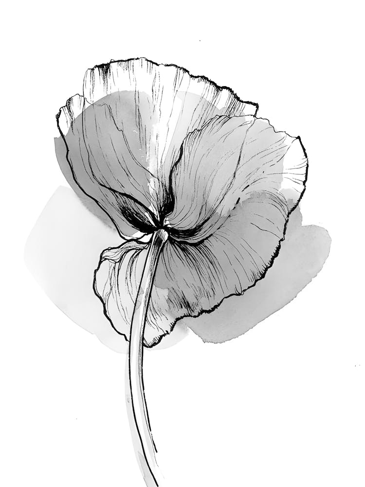 Poppy Flower 4