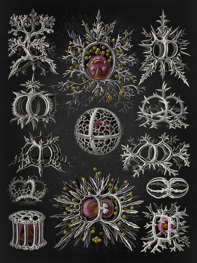 Vintage Haeckel 12 Tafel 71 Ringelstrahlinge