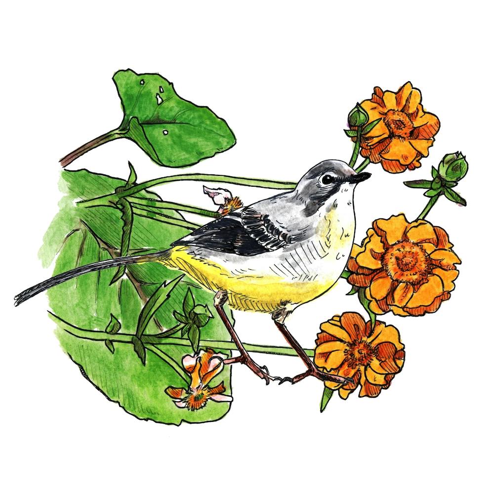 Flower Wagtail