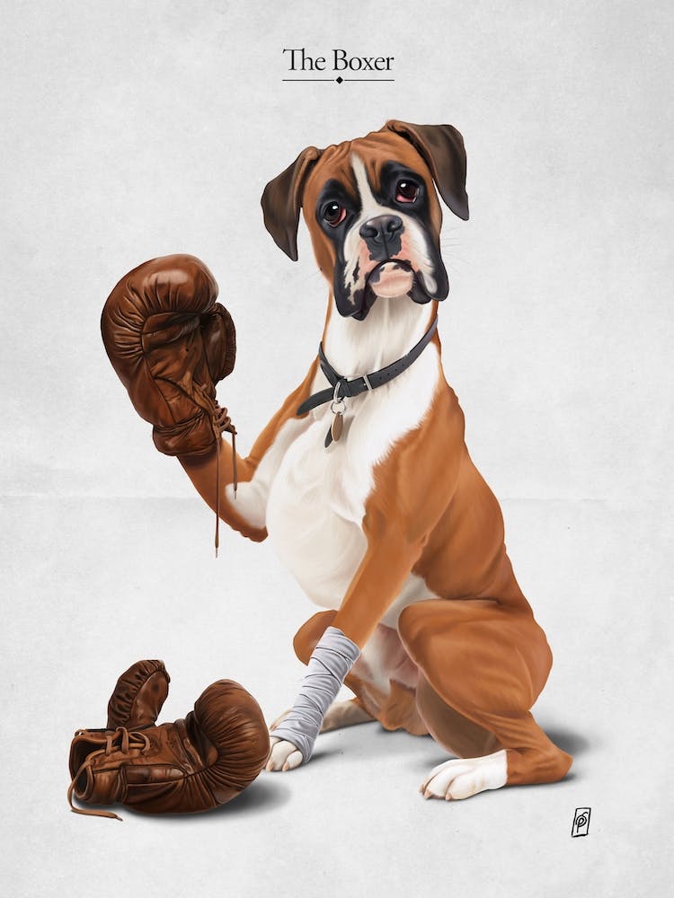 The Boxer