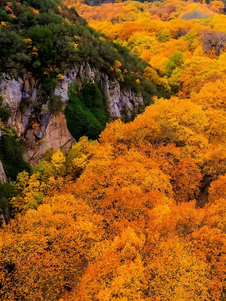 Autumn Trees In Japan