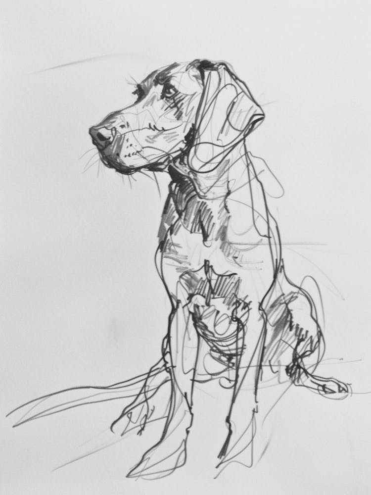 Vizsla Dog Charcoal Line 1