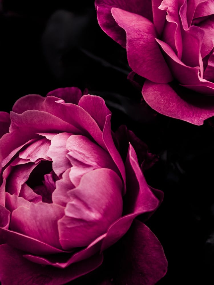 Purple Roses