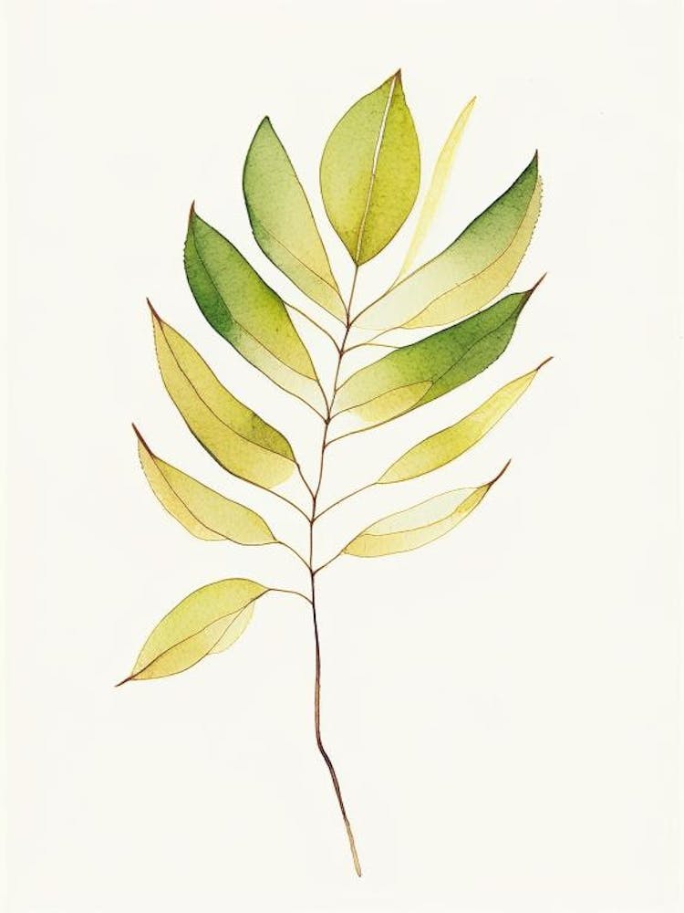 Cassia Leaf Minimalist Watercolour