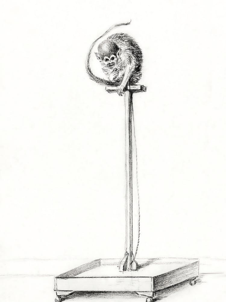 Little Monkey Sitting On A Pole, Jean Bernard