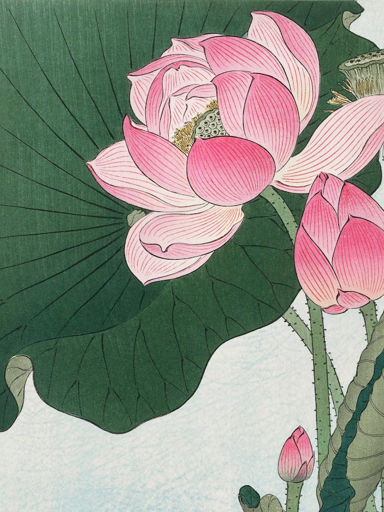 Lotus Flower 22