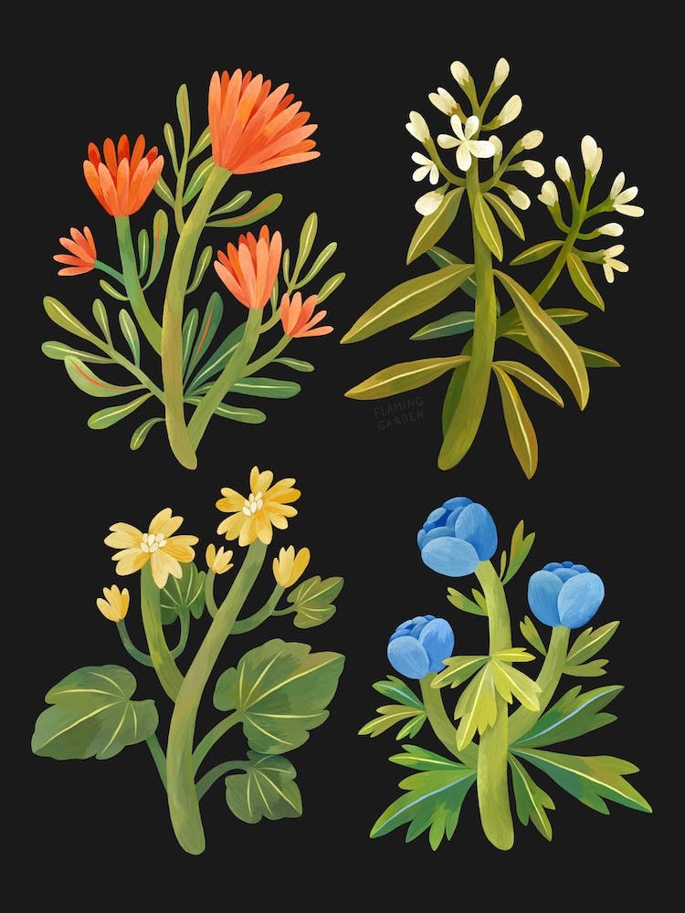 Fleurs Sauvages