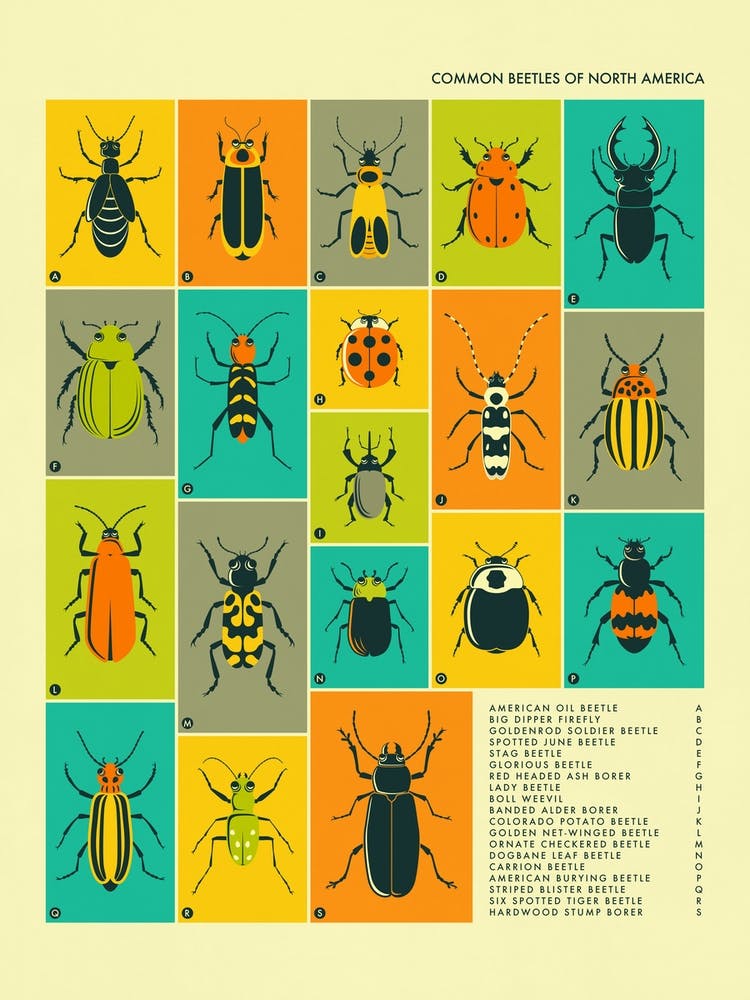 Common Beetles Of North America