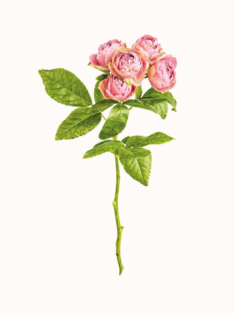 Rosen IV