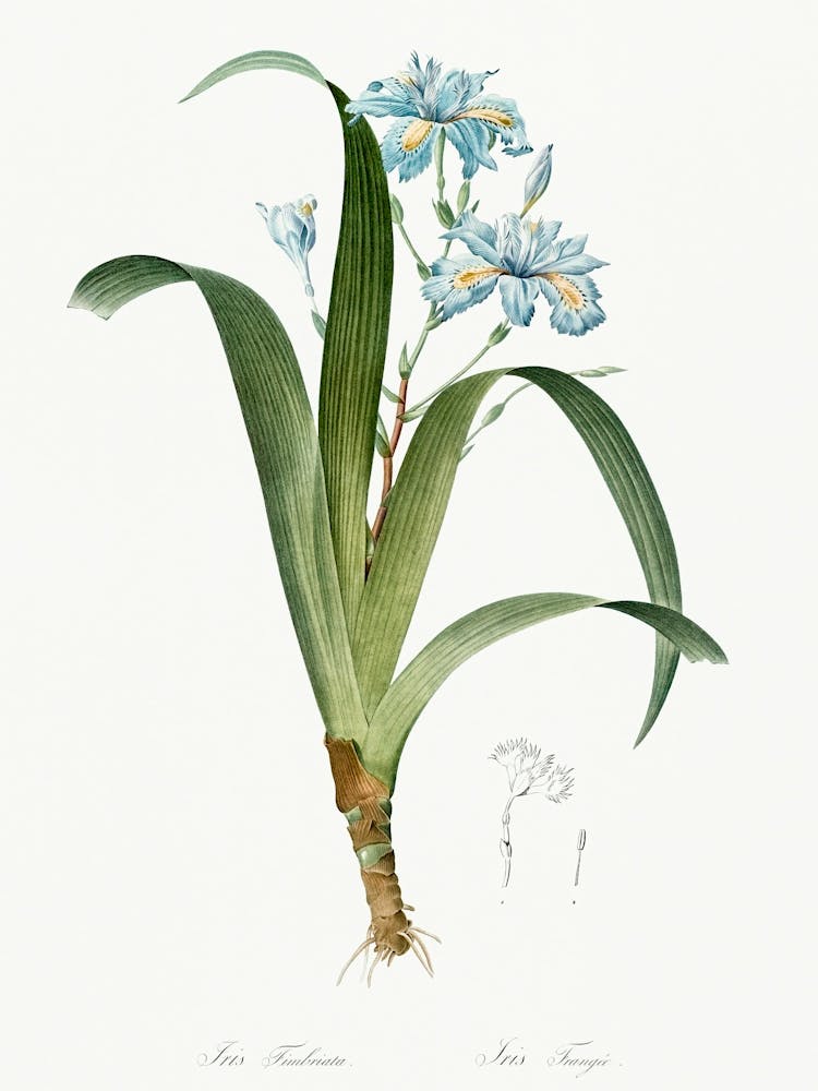 Iris Fimbriata Illustration From Les Liliacées (1805), Pierre Joseph Redoute