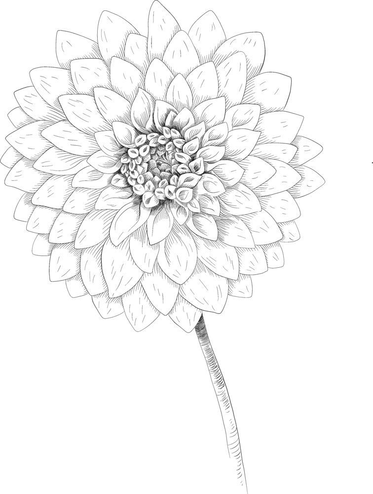 Schwarze Dahlienblume