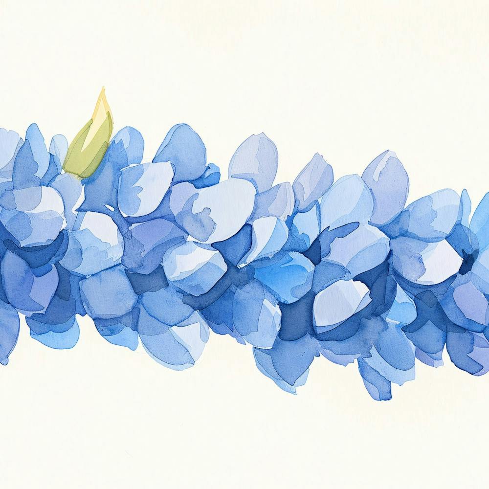 Blue Hydrangeas