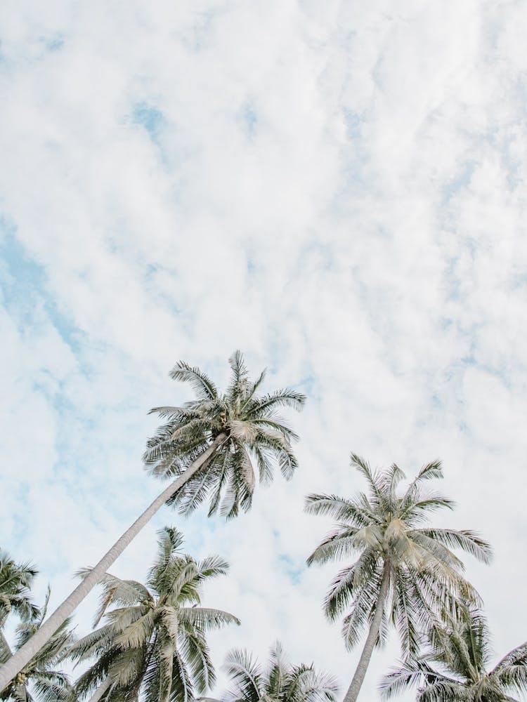 Palm Trees In The Sky In Indonesia
