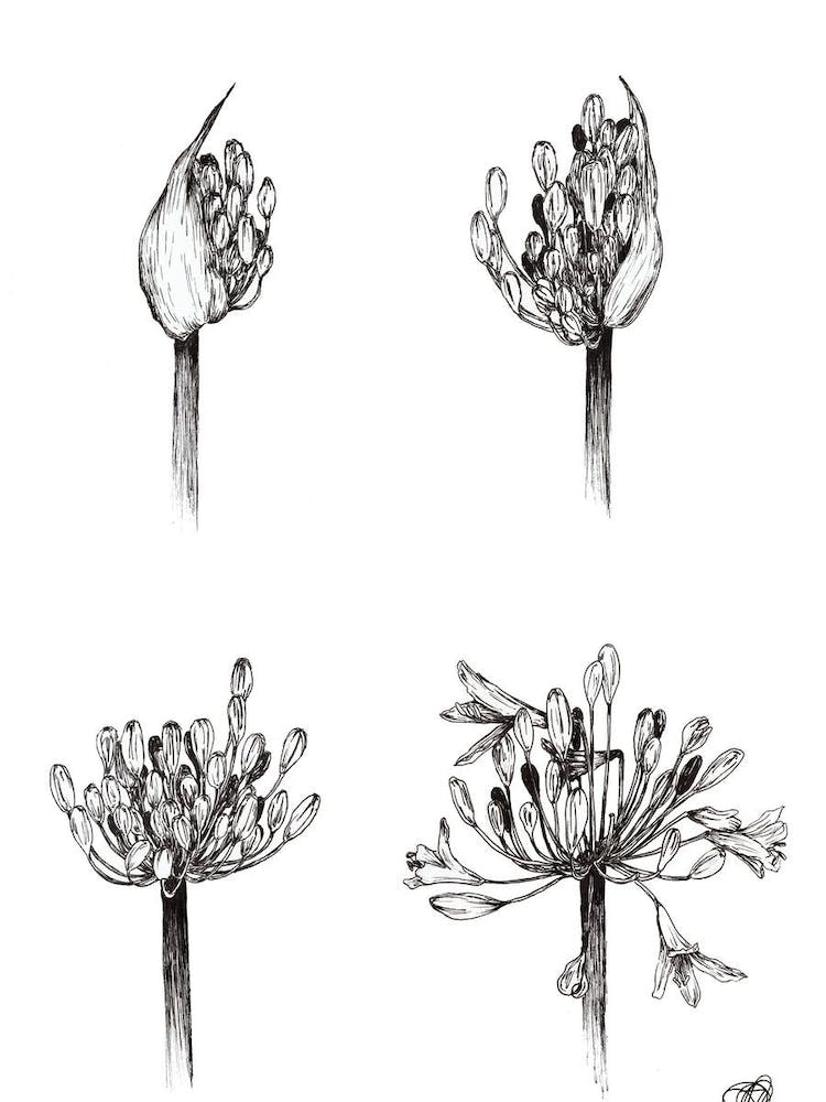 Black and White Life of the Agapanthus