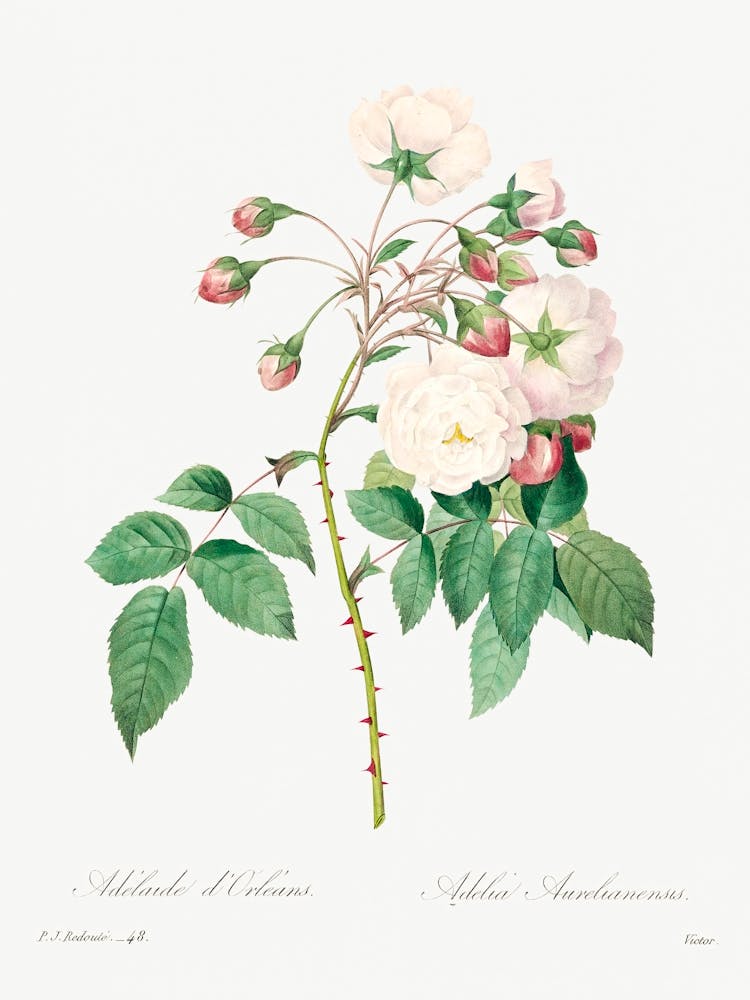 Rose Adelaide, Pierre Joseph Redoute