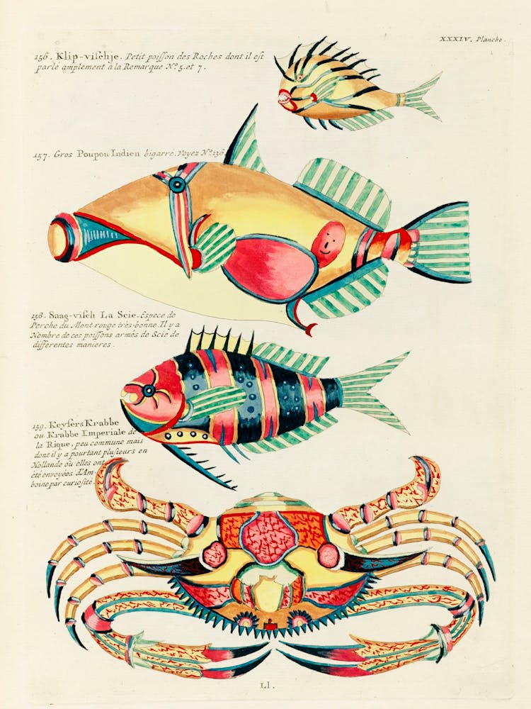 Colourful And Surreal Illustrations Of Fishes And Crab Found In The Indian And Pacific Oceans, Louis Renard(68)