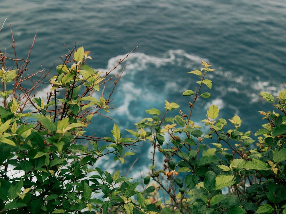 Sea Greens