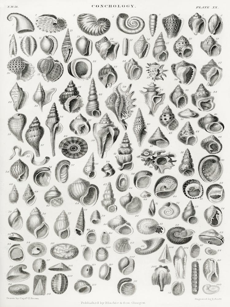 Conchology, Oliver Goldsmith 1