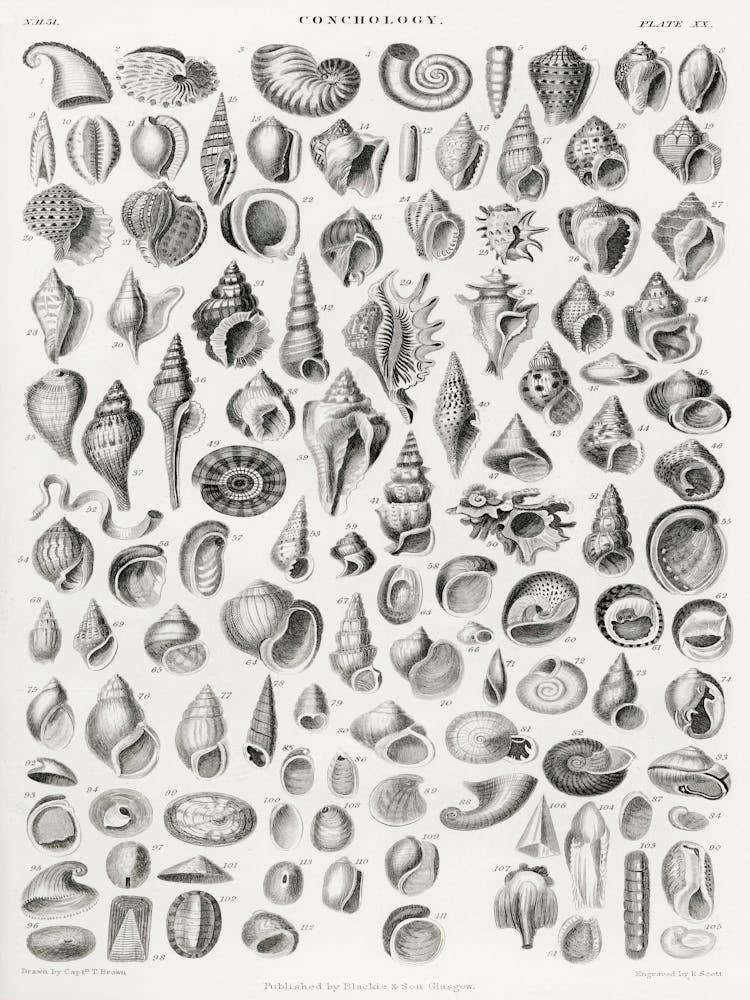 Conchology, Oliver Goldsmith 1