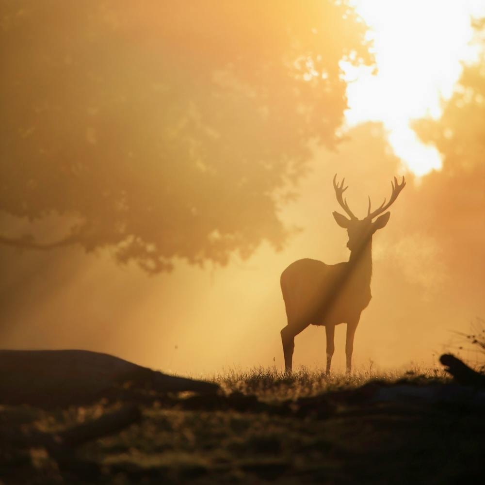 Deer Silhouette In Autumn Forest