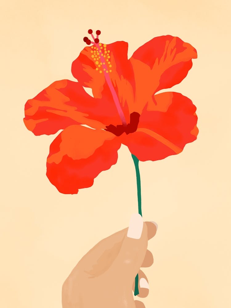 Hibiscus Affection