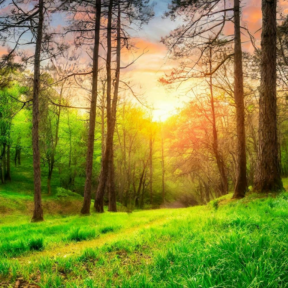 Firefly Sunset In A Beautiful Forest With Green Grass 97288