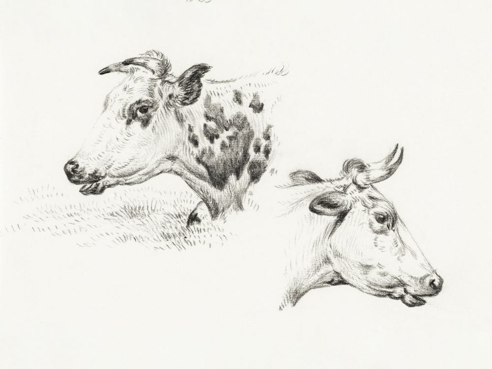 Two Studies Of The Head Of A Cow, Jean Bernard