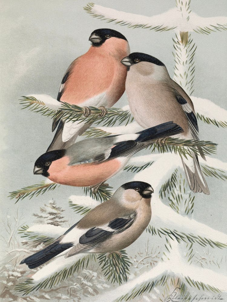 Three Finches In The Snow