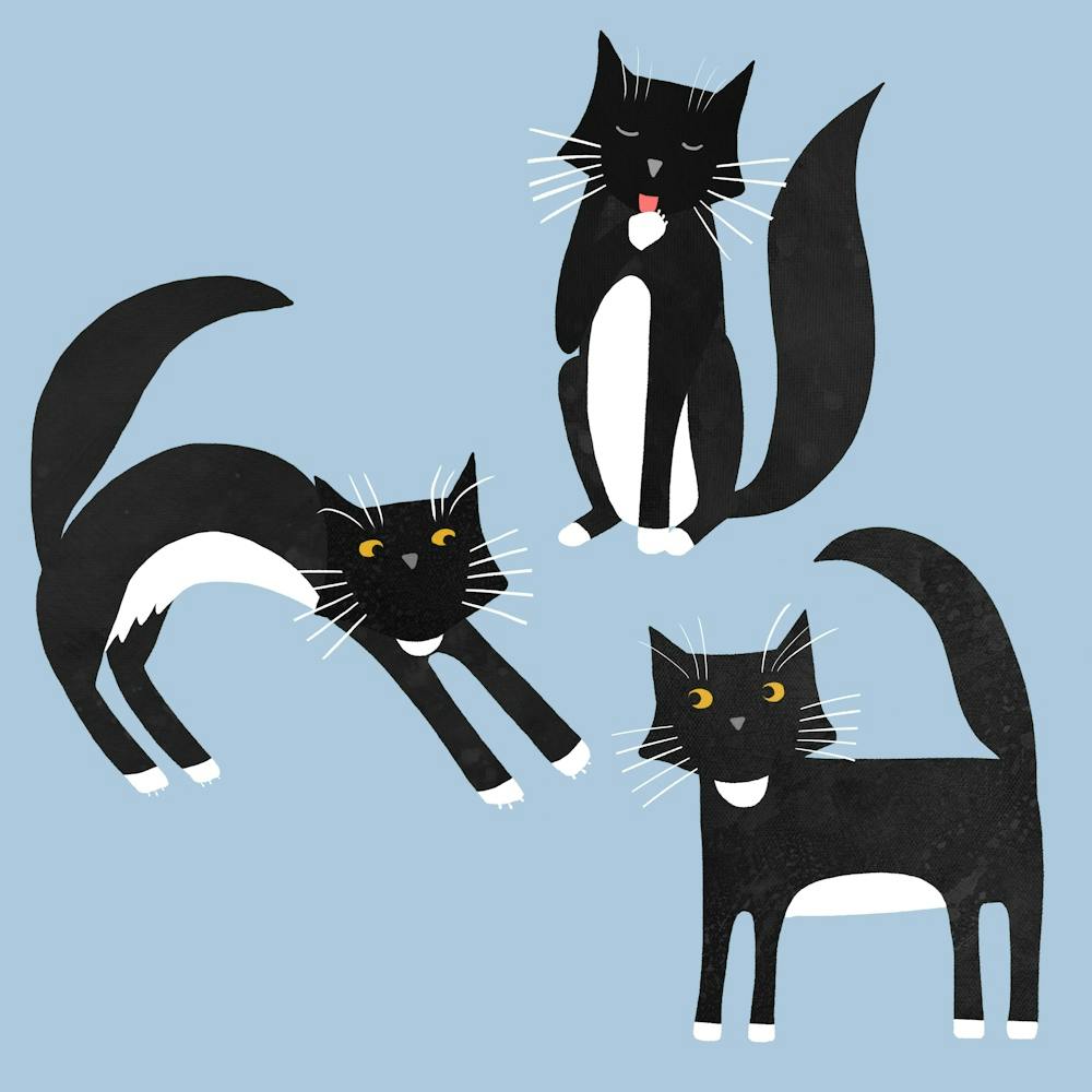 Black And White Tuxedo Cats on Blue