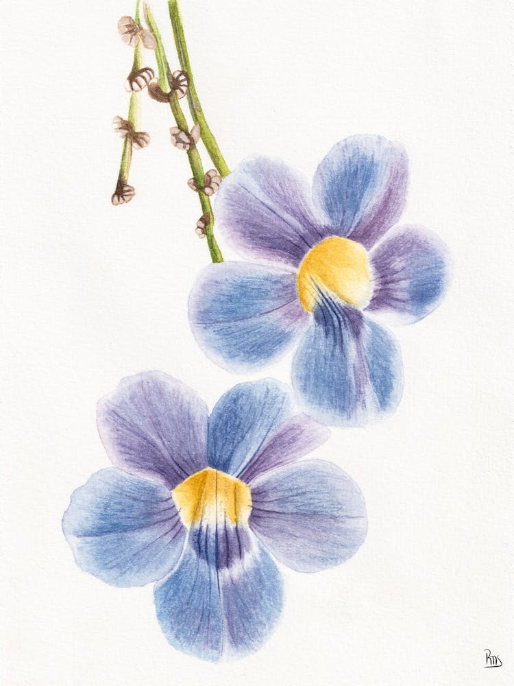 Bengal Clockvine Watercolor