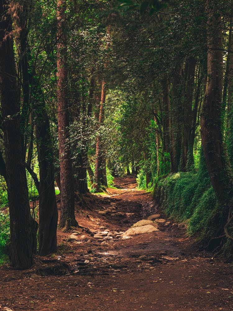 Path In The Woods