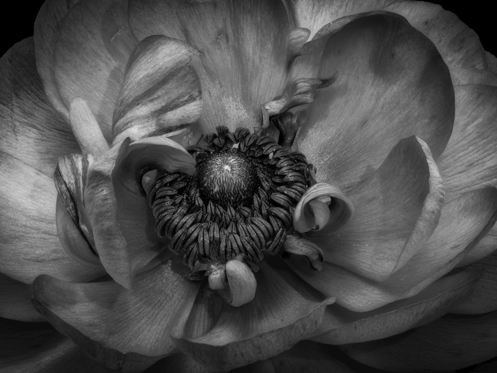 Black And White Peony